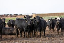 Angus steers