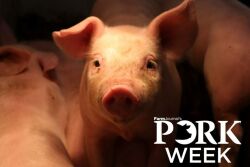 Pork Week Pig
