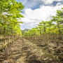 Papaya fields