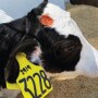 Caustic Paste Calf Holstein_Alycia Drwencke