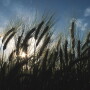 Wheat   NRCS