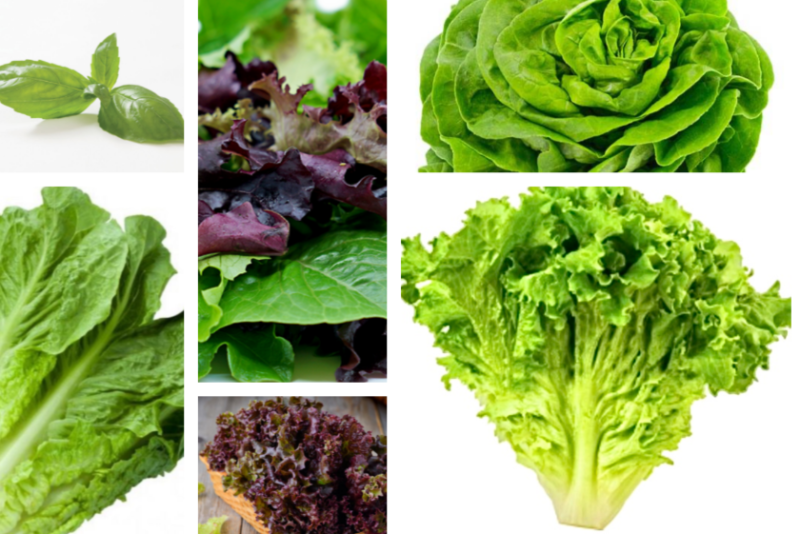 Among Cornucopia Farms' offerings are Genovese basil (upper left), romaine (bottom left), spring mix (upper center), red leaf (lower center), bibb lettuce (upper right) and green leaf lettuce (lower right).