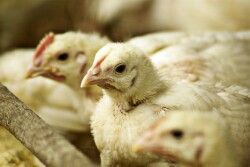 chicken