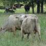 cow-swatting-flies