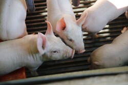  Pigs in nursery