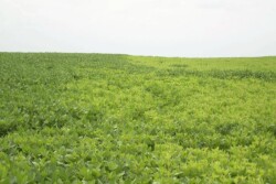 yellow_soybeans