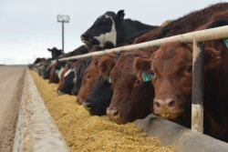 Chr. Hansen introduces Bovamine Defend Plus for the U.S. feedlot industry. The product helps improve average daily gains and feed conversation and establish normal gastrointestinal functions, even under stressful conditions.
