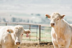 Vytelle Feed Efficiency