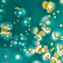 Bacteria