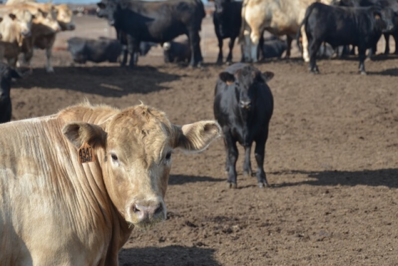 BT_Feedlot_Cattle_Summer_Nebraska