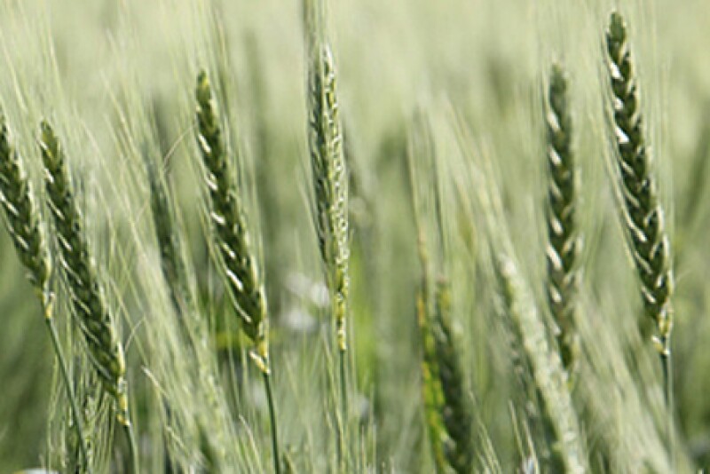 wheat_headed.jpg