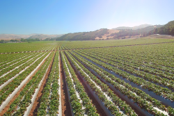 Strawberries grow for Naturipe Farms in California.