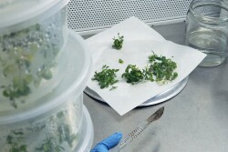 Quillaja saponaria tree "in vitro" allows Botanical Solutions Inc. researchers to extract more valuable compounds with less environmental impact.
