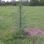 Thistle.png