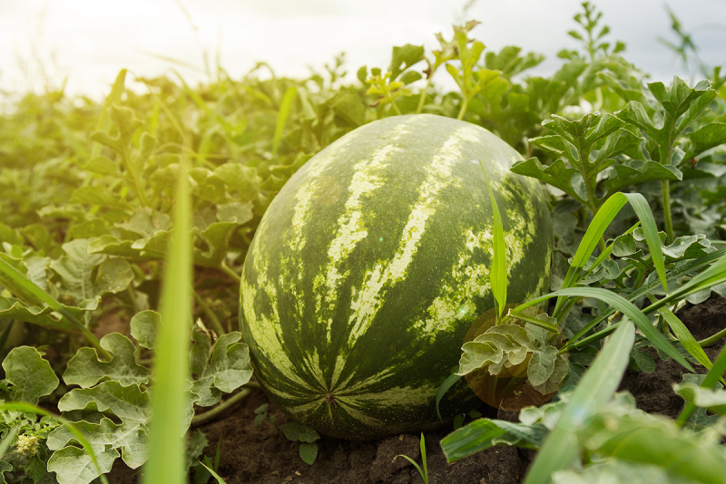 watermelon