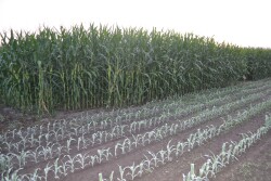 Crop conditions are so variable this year, analysts say we won't have an accurate grasp of the impact on both yield and abandonment until later this summer. 