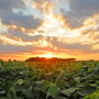 The Enviratron – along with researchers at Iowa State University -  are lifting the veil on factors that could impact the future of farming, testing various weather extremes and the impact on plants. 