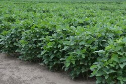 Soybeans