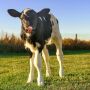 Holstein Calf