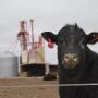 Feedlot