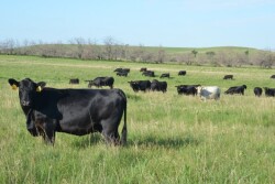 When choosing a breeding protocol, it’s important to consider time, labor, skill, cow condition and cost. Dr. Steven Hughes shares considerations and tips to have the most success in your breeding season.
