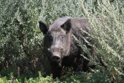Wild boar