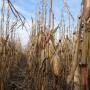 There are more than 800 strains of mycotoxins. A handful of these strains can be deadly to livestock--test grain to be safe.