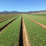 Cuyama_Spin_Aug_2014-1.jpg