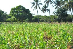 A hand-planted cornfield in Southern Mozambique.