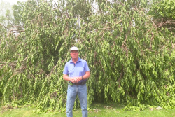 John Phipps - tree