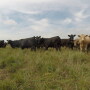 BT_Stocker_Cattle_GoPro