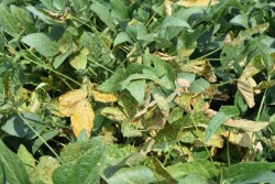 Sudden Death Syndrome on soybeans.  