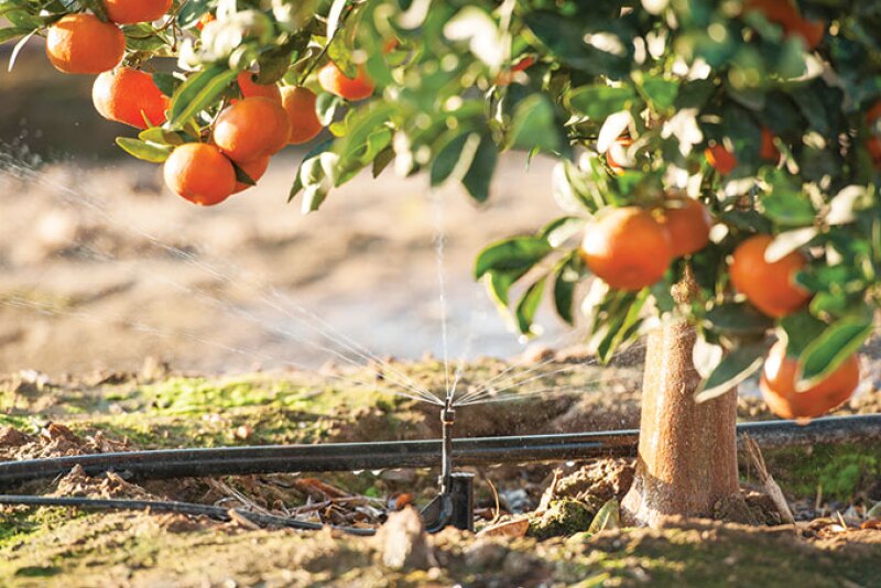 Installing water-saving irrigation systems is one way producers for Sunkist Growers Inc. practice sustainability to ensure that their farms are able to carry on for many more generations, says Christina Ward, director of global brand marketing.