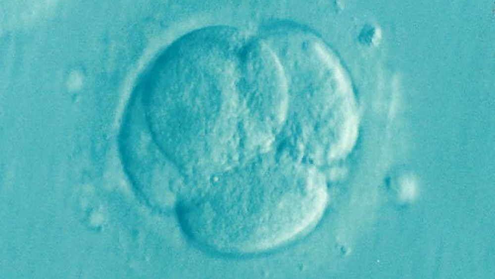 Embryo