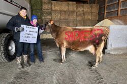 Jersey cow