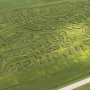 Corn maze at Diary View Country Store.