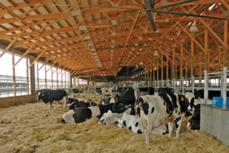 hotter cowsDTmay11