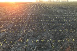 USDA June acreage report showed U.S. farmers planted 92 million acres of corn in 2020, which is 5 million acres less than the March Prospective Plantings report showed. 
