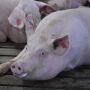 Sow at Pig Hill Farm in Iowa