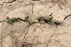 soybean emerging in crusted over soil