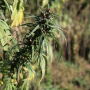 KY_Hemp