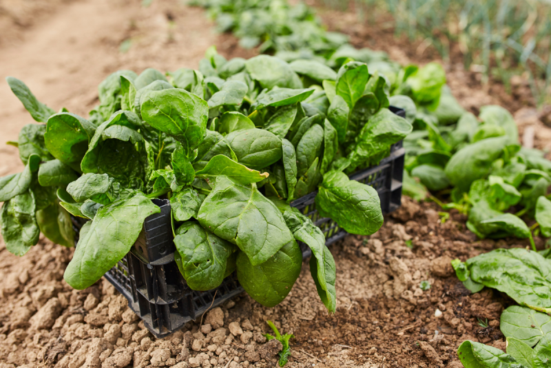 spinach growing