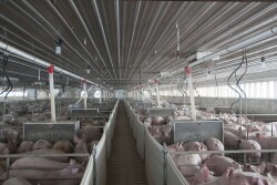 Proactive evaluation of your facilities will help ensure pigs are in a healthy environment this winter.