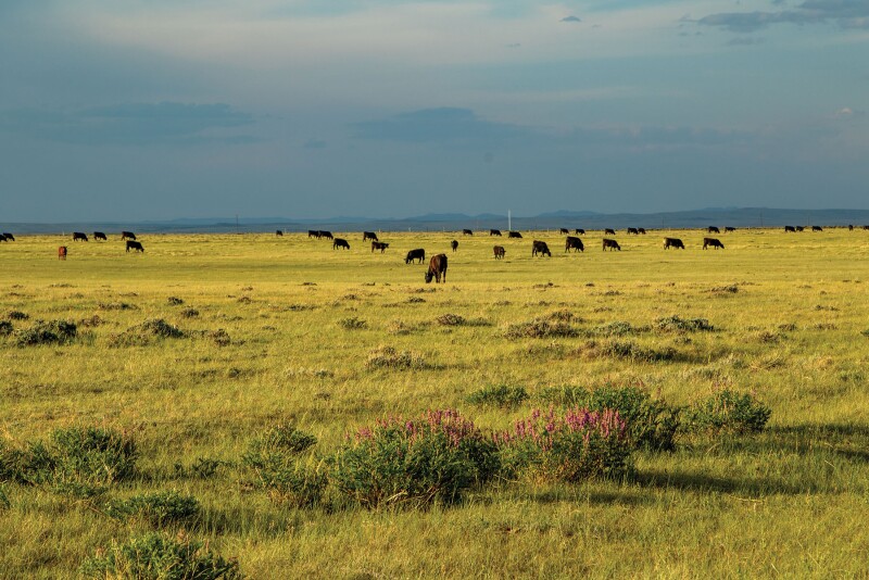 Hall Ranch