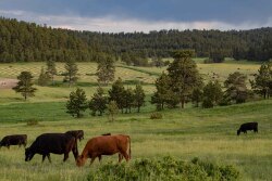 Cows grazing in Montana