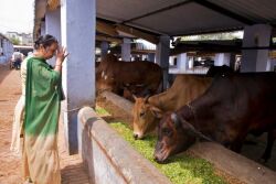 India Cattle Shelter