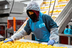 A worker covered in personal protective equipment inspects fruit on a conveyor line