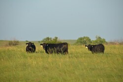 BT_Stocker_Cattle_Grass