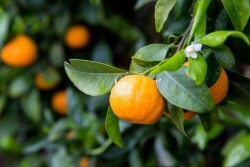 Sunkist pixie