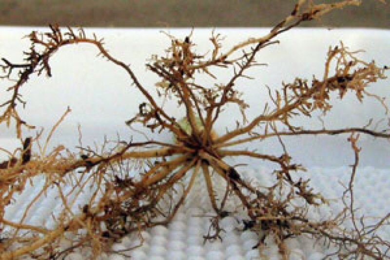 F11006 A nematode